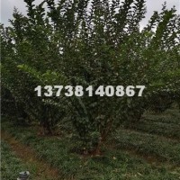 杭州供应优质丛生紫薇 基地直销