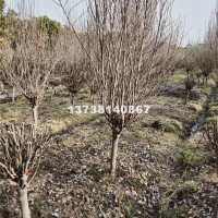 杭州独干木槿 优质货源