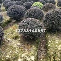 杭州供应优质红花继木球 球类 价格