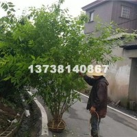 杭州供应优质腊梅  价格优惠