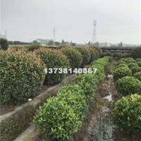 杭州红叶石楠球 球类 价格优惠