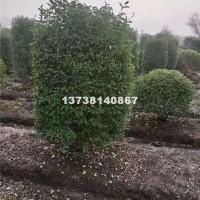 杭州供应浙江优质金禾女贞柱 柱形苗...