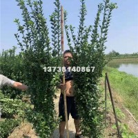 杭州供应大叶黄杨柱 优质优惠