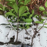 宿迁江苏红叶石楠苗 红叶石楠小杯苗...