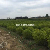 宿迁江苏金叶女贞球基地 卫矛球 红