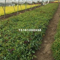 宿迁供应月季花小苗 月季花床苗 江