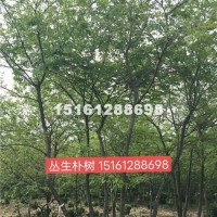 宿迁供应朴树 丛生朴树