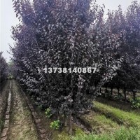 杭州清地处理6-8公分红叶李，萧山...