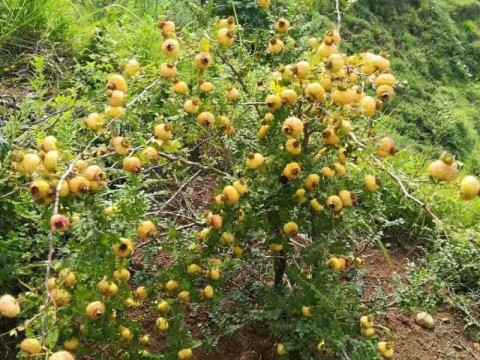 刺梨盆景刺梨盆栽销售