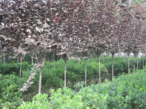 供应8-10公分红叶李