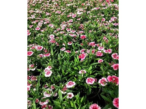 石竹花成都石竹价格高杆石竹批发成都草花名川园艺场