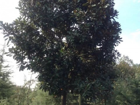 朴树广玉兰红叶石楠白玉兰雪松榉树