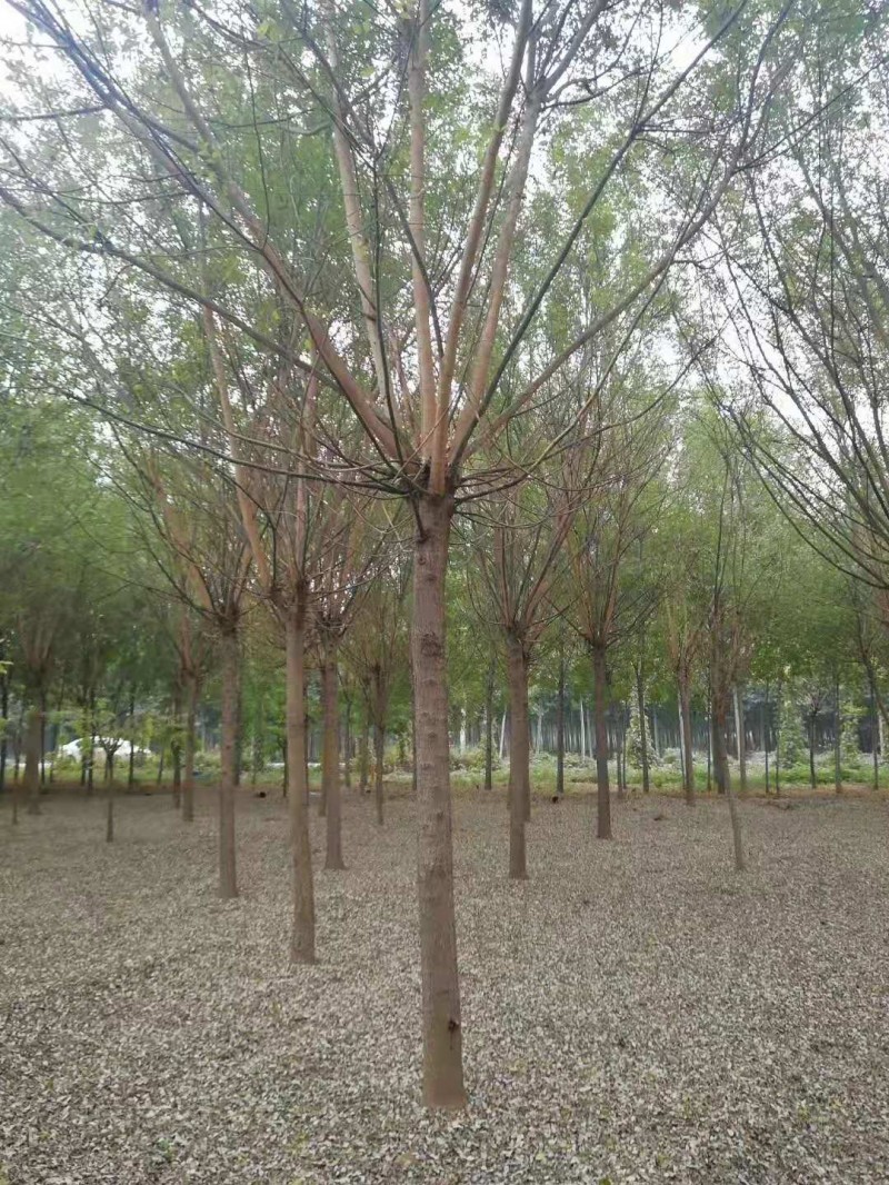 国槐速生国槐山东国槐价格