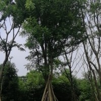 朴树价格 成都朴树批发 朴树种植 苗木销售 朴树苗木报价