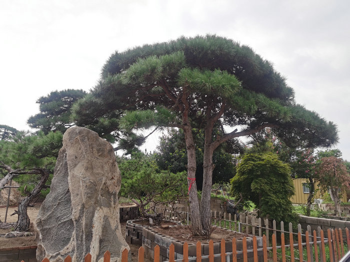 泰安造型松,泰安造型黑松,泰安造型油松