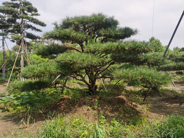 常绿苗木 松树 油松 泰安市泰山区鸿举苗木种植合作社,主营各种北方