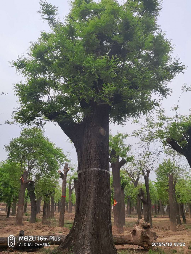以及直径30公分50公分百年以上老国槐,规格齐全,正宗原生老国槐,欢迎