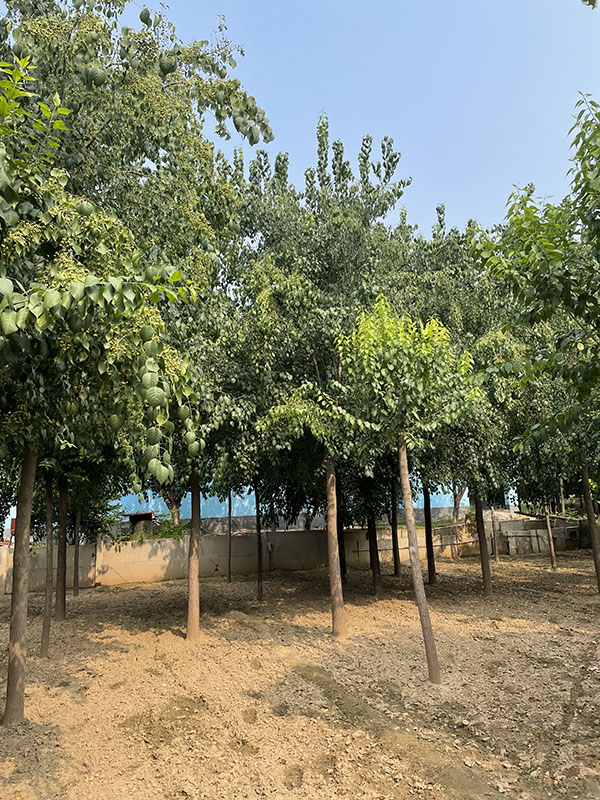 丝绵木6,7,8公分丝棉木报价批发