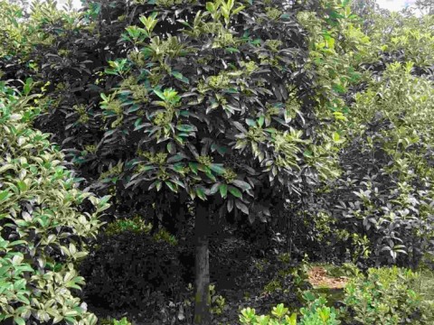 安徽肥西中华石楠高杆中华石楠本石楠土石楠对外出售