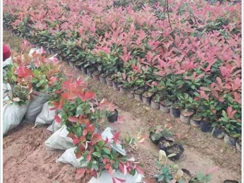 市场价格你跌我跌，湖南红叶石楠价格随行情变化