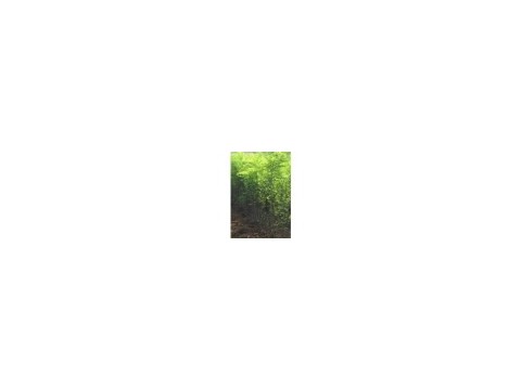 山西刺槐苗出售 今年刺槐苗价格