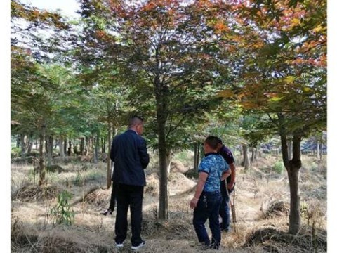 湖南红枫苗木-浏阳嫁接红枫-优惠红枫价格上宏景