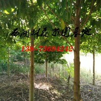 13公分乐昌含笑-15公分乐昌含笑,2022年乐昌含笑价格