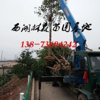 18公分乐昌含笑-19公分-20公分乐昌含笑,乐昌含笑价格