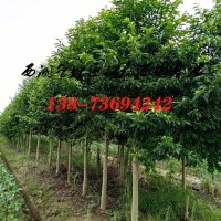 9-10公分乐昌含笑,2022乐昌含笑,11公分乐昌含笑价格