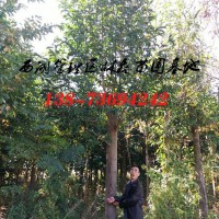 20-25公分乐昌含笑价格,大规格乐昌含笑价格