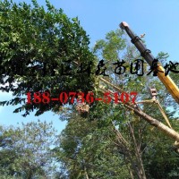 14-15公分乐昌含笑价格,2022年乐昌含笑基地批发