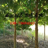 10公分-11公分-12公分乐昌含笑价格,乐昌含笑基地批发