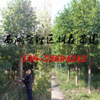 10公分乐昌含笑价格,13公分15公分乐昌含笑,乐昌含笑基地