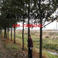 广玉兰12公分15公分18公分广玉兰价格