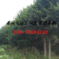 15公分乐昌含笑价格,16-18公分乐昌含笑价格