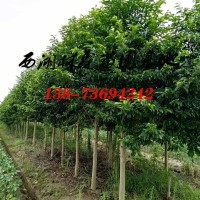 8公分乐昌含笑价格,10公分12公分13公分乐昌含笑价格