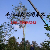 乐昌含笑基地|8公分-10公分-12公分乐昌含笑价格