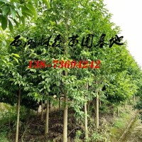 10公分12公分13公分14公分15公分乐昌含笑价格