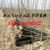 栾树,4-5公分栾树价格,5-6公分栾树价格