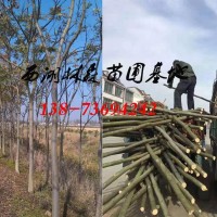 8公分栾树价格,9公分10公分11公分12公分栾树价格