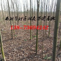 4公分栾树价格,5公分栾树价格