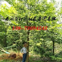 8-15公分乐昌含笑价格