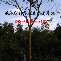 8公分-9公分-10公分-12公分栾树,栾树基地批发价格