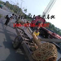 12公分栾树价格,14公分-15公分栾树,常德栾树价格