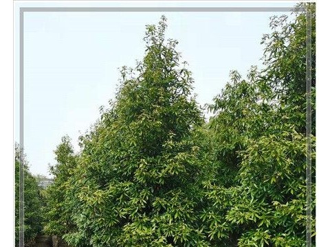 湖南金丝楠木-浏阳全冠金丝楠木走俏湖南苗木市场