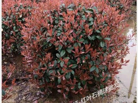 湖南红叶石楠球-优惠湖南红叶石楠价格-宏景