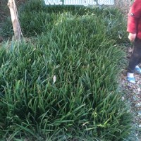 发货啦10万棵湖南吉祥草小苗-浏阳吉祥草优惠起苗