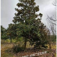 湖南全冠广玉兰-长沙跳马移栽广玉兰优选宏景轩