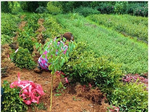 抢批洛湖南茶花球-浏阳茶梅小苗宏景一颗也是批发价