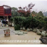 低价批发湖南茶花球-湖南茶花小苗价格找宏景